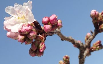 岩手で咲き始め……
