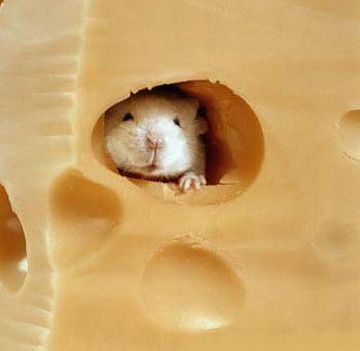 幹の中を食べ進んで、根まで降りるって思ってるの?