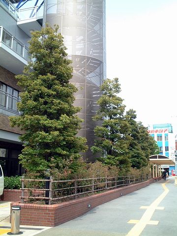 新潟市総合福祉会館(新潟市中央区)のスダジイ