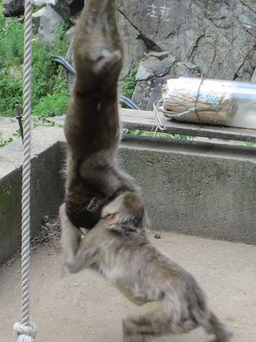 獅噛みついて、引きずり下ろしてやる