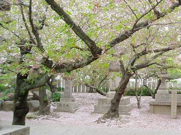 東京が散ってしまったころ