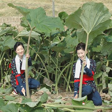 これは秋田の蕗です