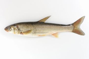 ウグイです。フツーの魚としか言いようがありません。