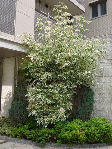 マンション(?)前の植栽