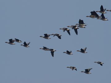 鳥帰る