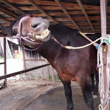 罰として、その腐った馬の餌を食わされた