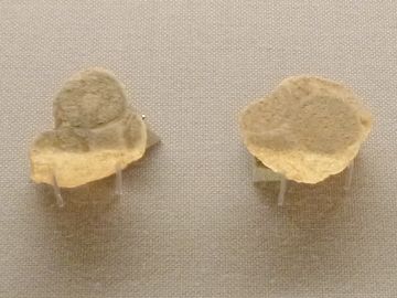 貝殻のお金?