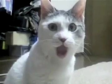 こういう顔になると思います