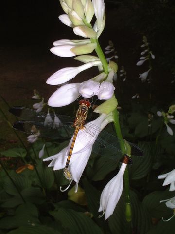 ホスタの花とトンボ