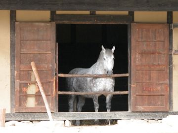 東北地方では、大切な馬を家の中で飼ってた