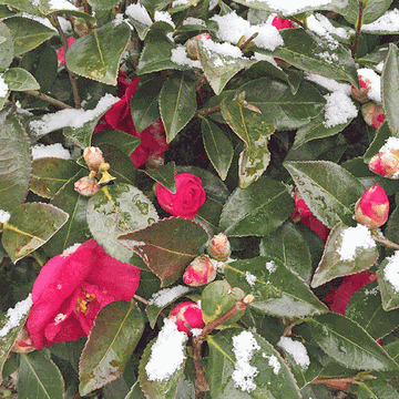 雪を被って咲く花