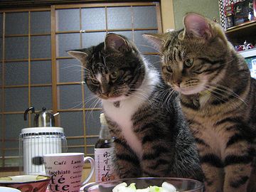 おあずけ