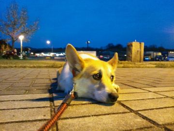 今夜は帰りたくない