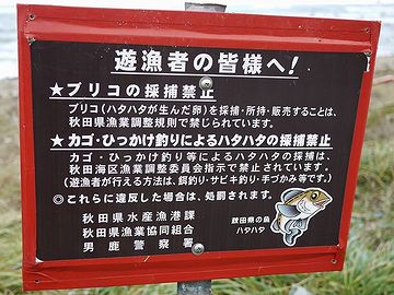 でも、拾ってはいけません!