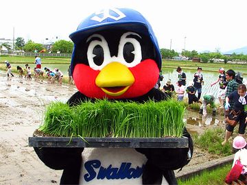 燕市で田植えを手伝う『つば九郎』