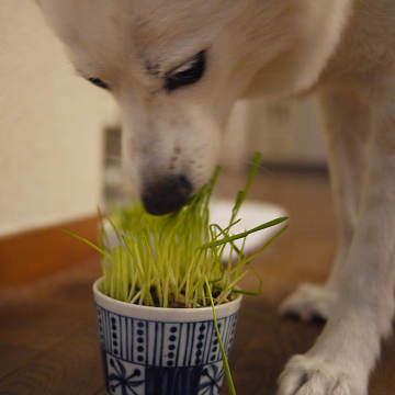 症状は、胸焼けとか?