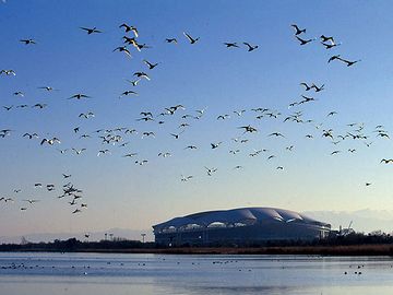 ビッグスワンと白鳥の群