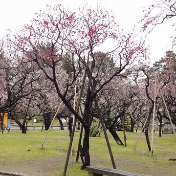 白山神社は、梅が7分咲き