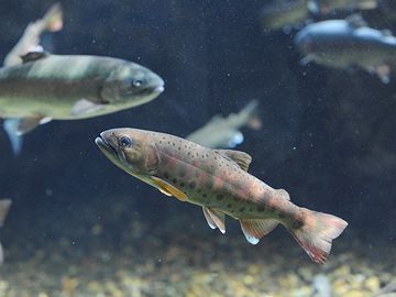 男鹿水族館・秋田の森と川・ヤマメ