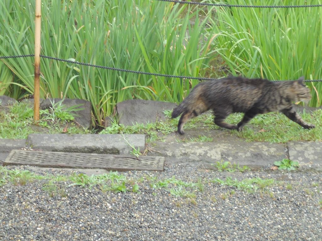 浜離宮の猫