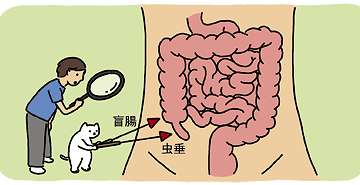 盲腸と虫垂が別だってのは、初めて知った