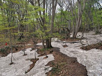 雪解けのブナ林は、ほんとに綺麗らしいです