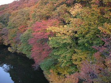 ここって、紅葉の名所じゃないの?