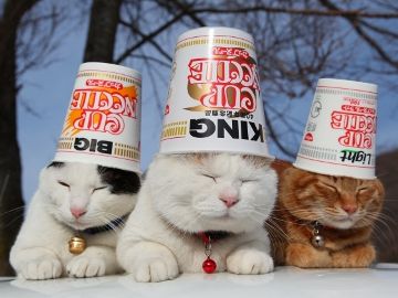 それとカップヌードルが、どう関係してるわけ?