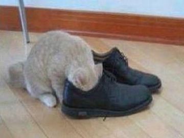臭くて食欲がわかないから……