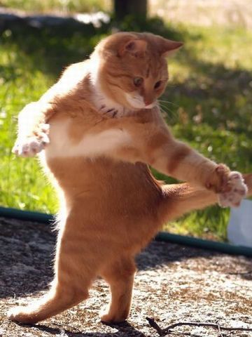 魂の裏拳