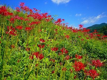 ま、彼岸以降か