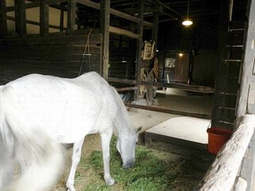 馬を、室内で飼ってた