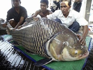 巨大魚と、命がけの戦い