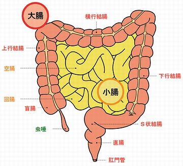 腸はまず、小腸と大腸に分けられます