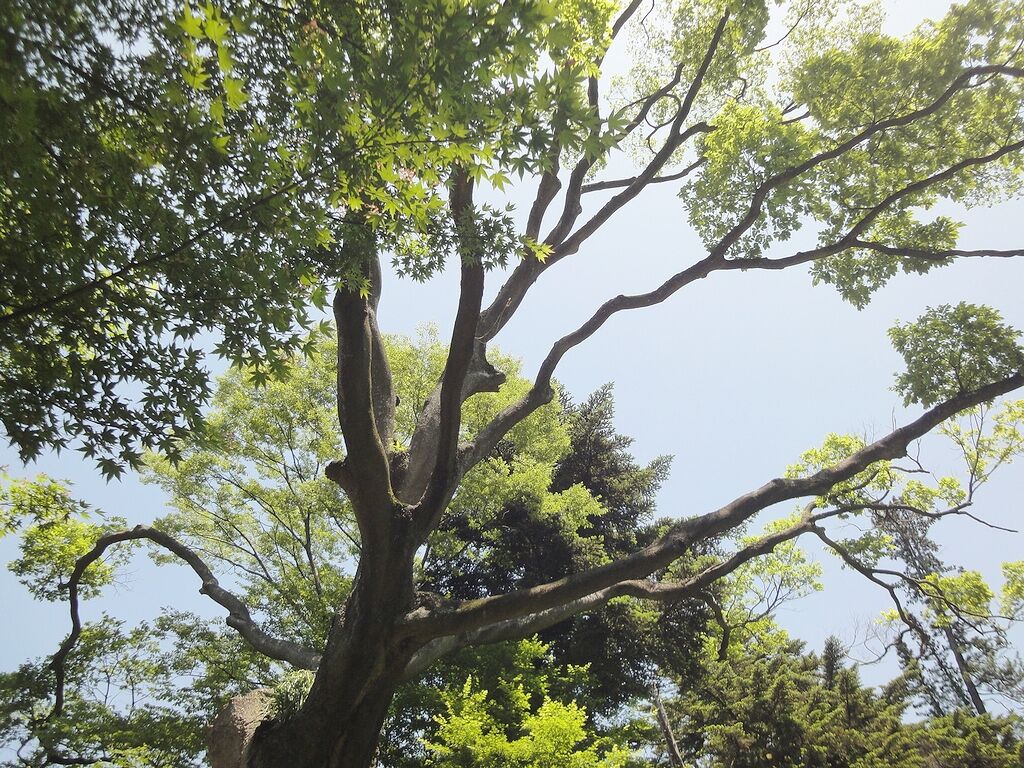 立派な大木になってる