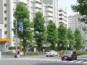 横浜市磯子区街路樹