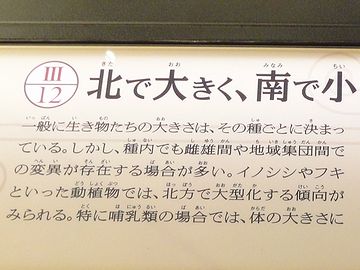 トトロが傘にしたフキみたいにデカかったです