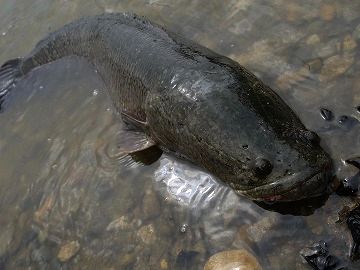 キタナイ泥水みたいな中に、不気味な生き物が身をくねらせてた