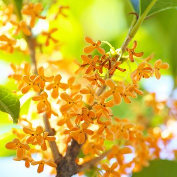 その年の秋に、もう花を咲かせたんです