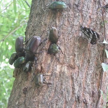 外人には、カブトムシもクワガタも、ゴキブリと同じにしか見えない