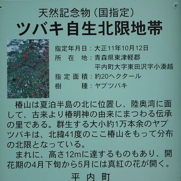 1922年(大正11年)、『ツバキ自生北限地帯』として、国の天然記念物に指定されておる