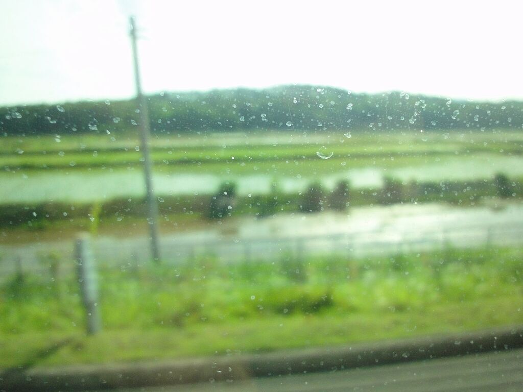 また雨だ