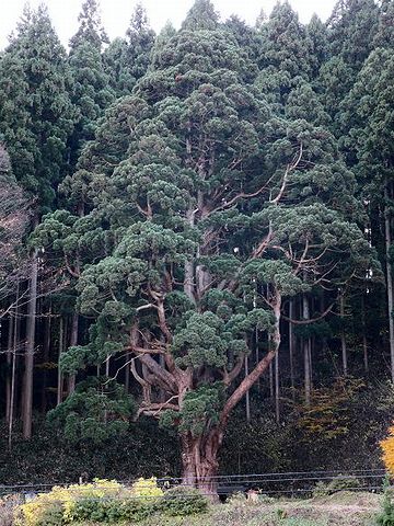 海から見た形が、似てるんだとか
