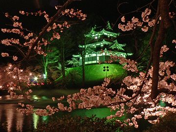 高田城（高田公園）の桜