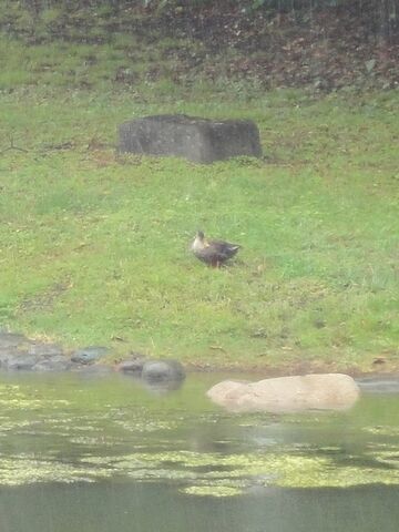 鳥が一羽、いました