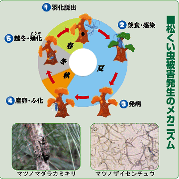 そのとき、口の中の線虫が、新しい松に移るってわけ