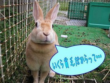 みみっちい