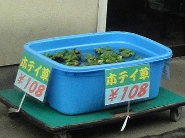 ホテイ草