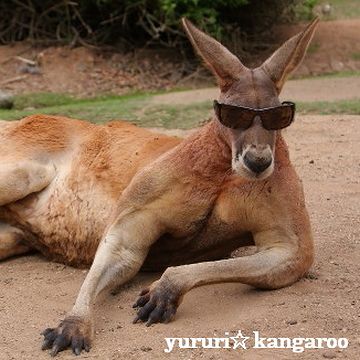 悪のカンガルー