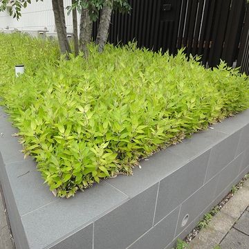 ライム色の綺麗な笹